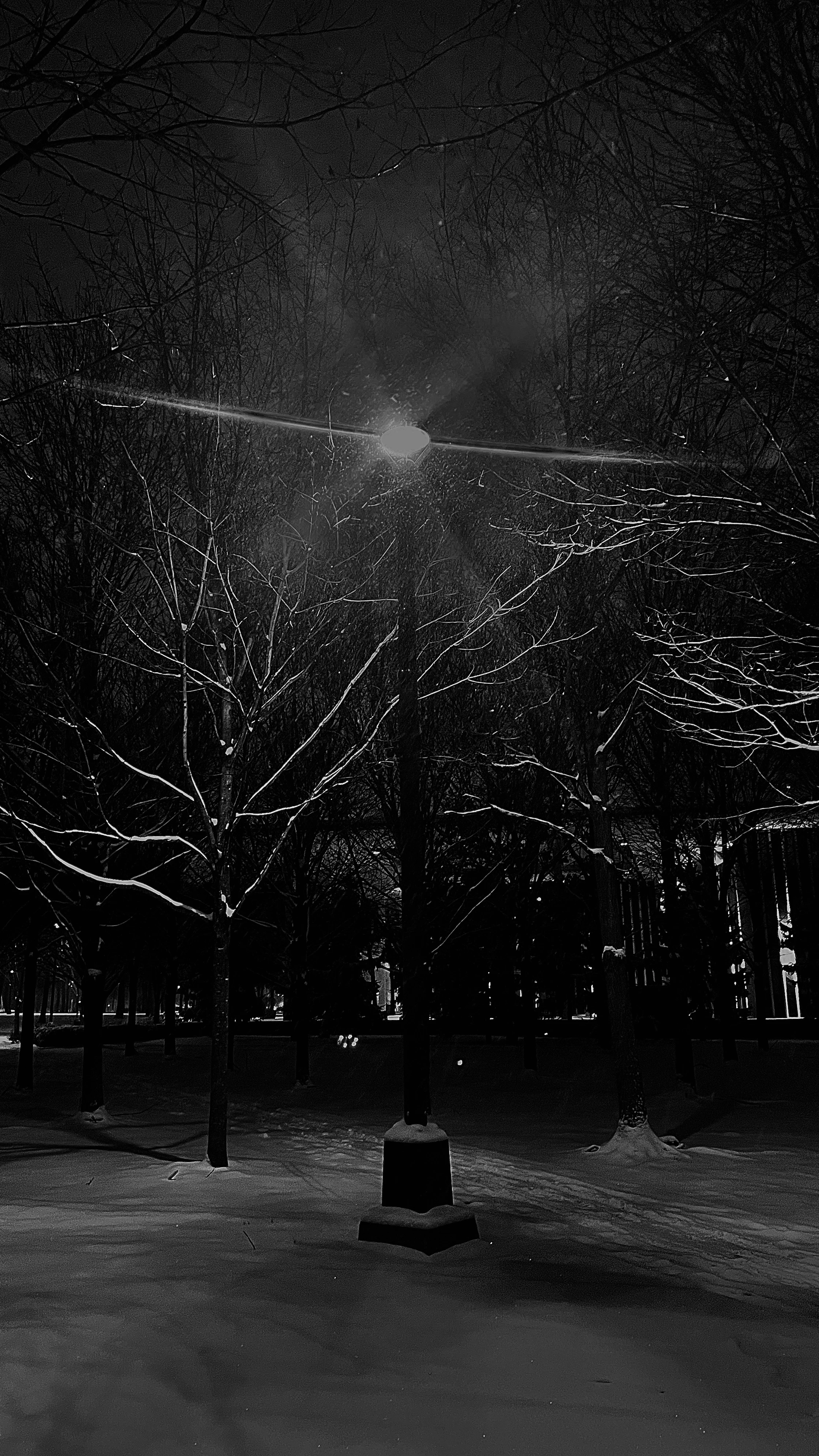 Bare snow-dusted trees at night lit by a single park lamp, its glow diffusing through falling snow and branches