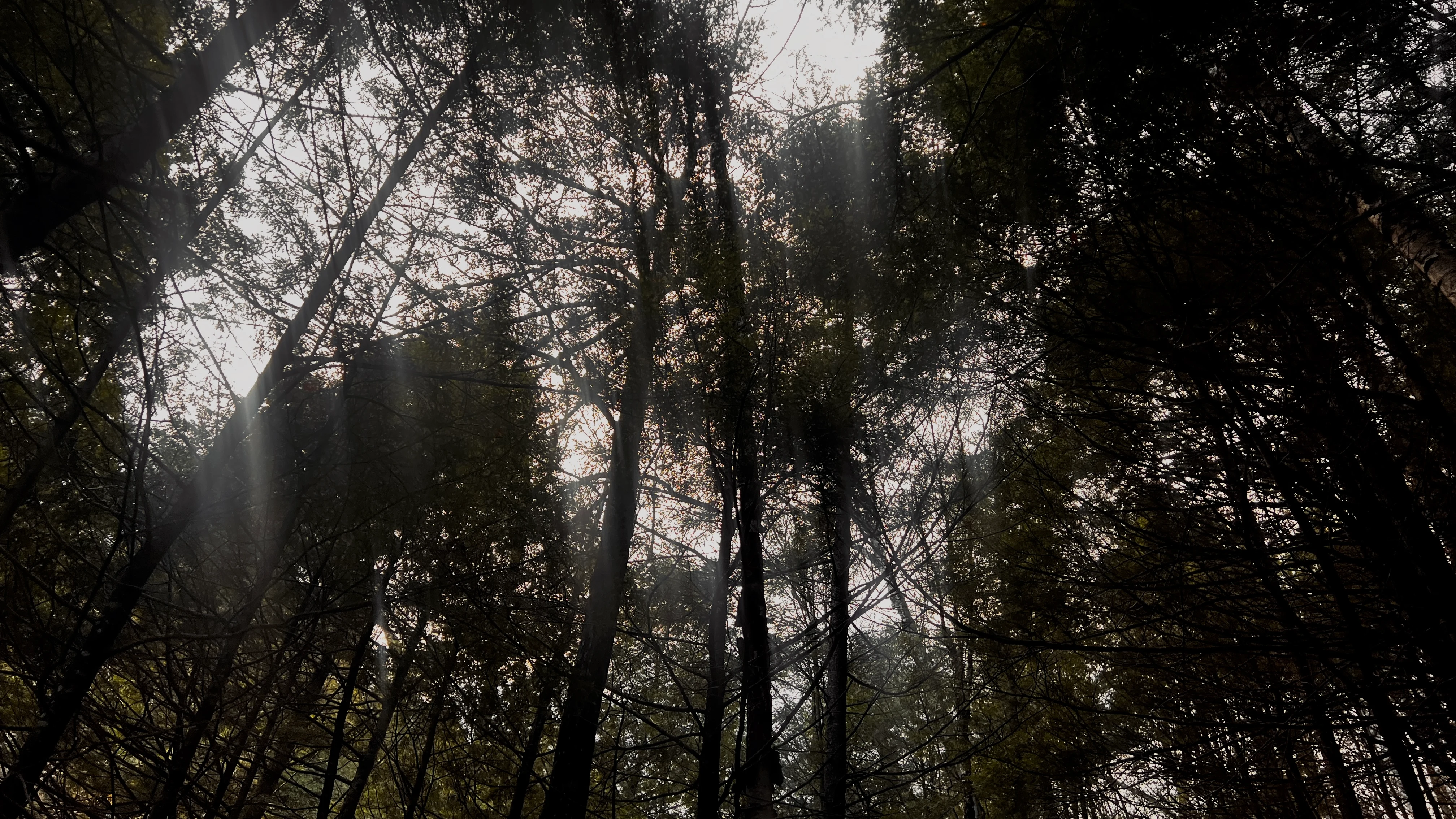 Looking up through a dense forest canopy as sunbeams cut through the branches and haze