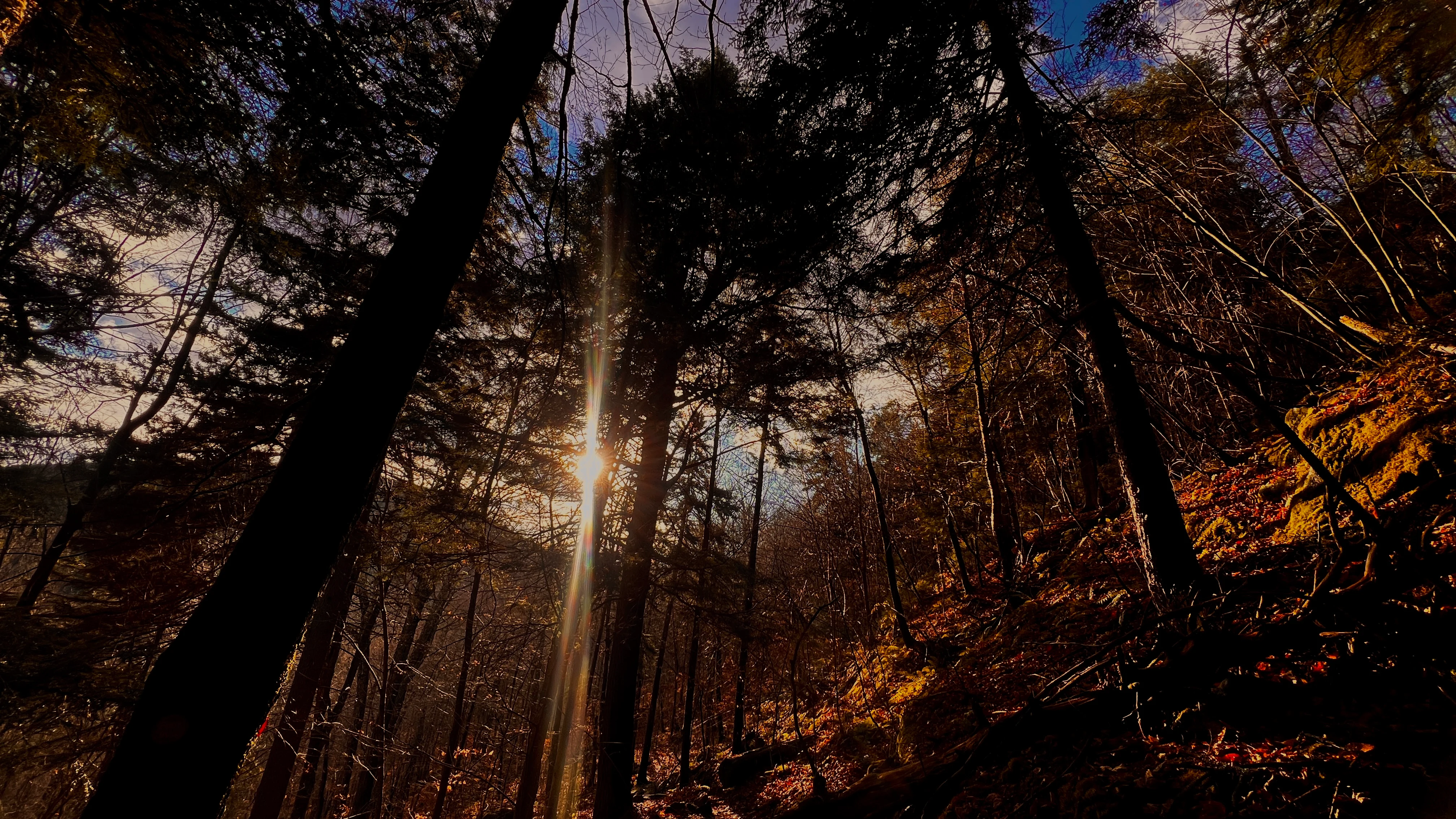 Low sun flaring through silhouetted pine trees on a forested hillside, warm autumn light breaking through the canopy