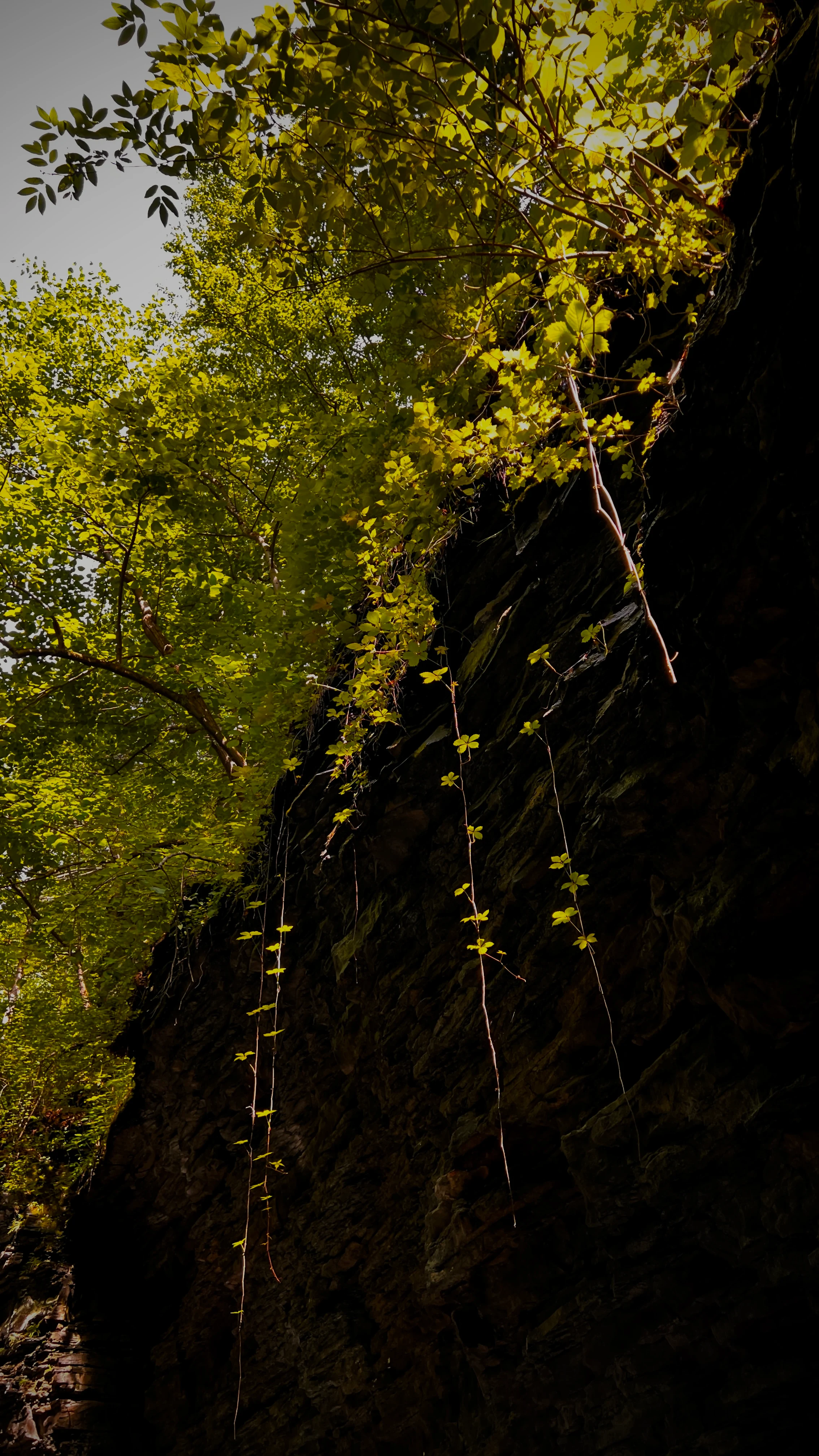 Looking up a moss-covered rock cliff face with thin vines and bright green leaves hanging against the dark stone