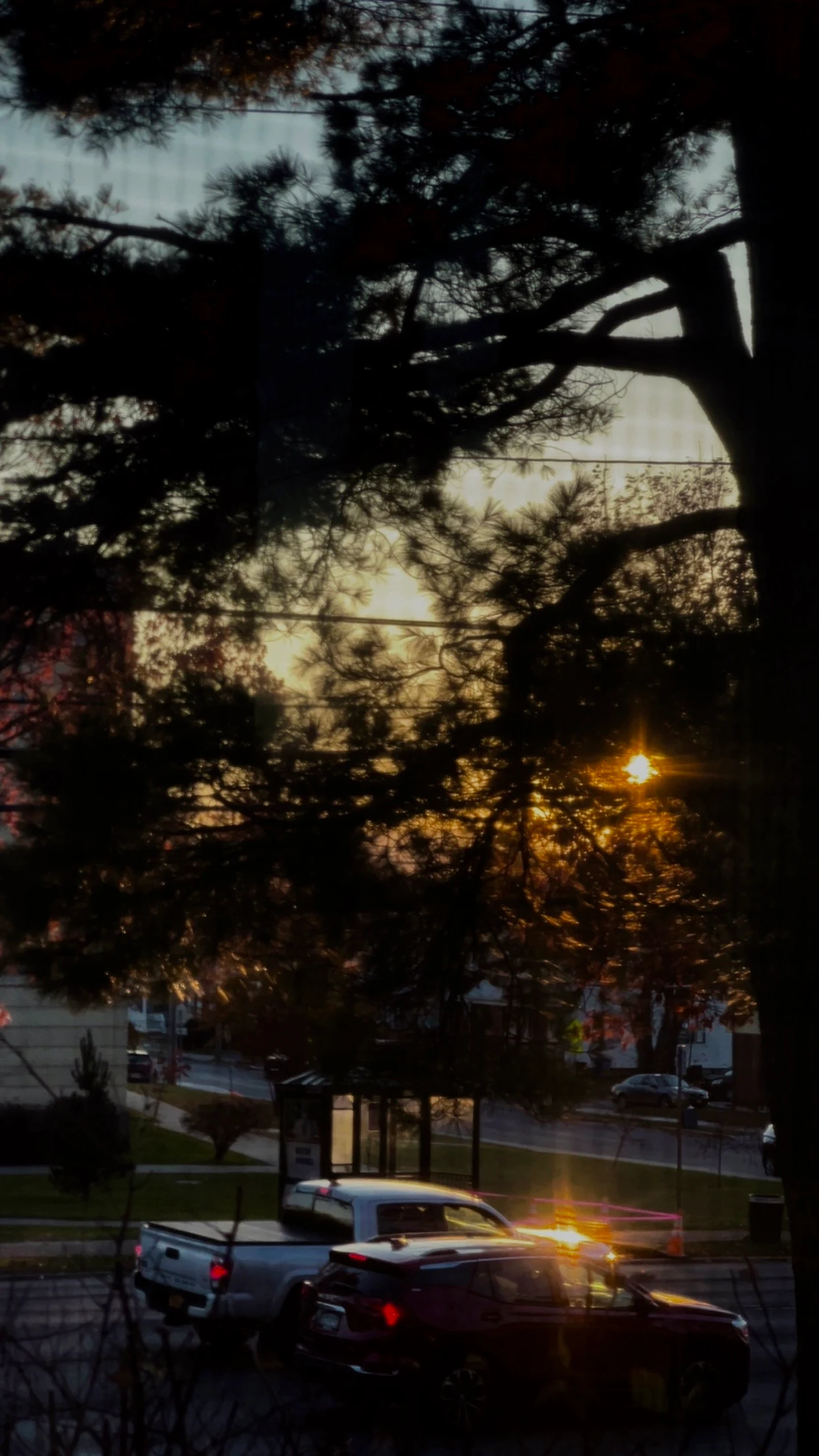 Silhouetted tree branches framing a dusk street scene below, parked cars and a streetlamp glowing through the leaves