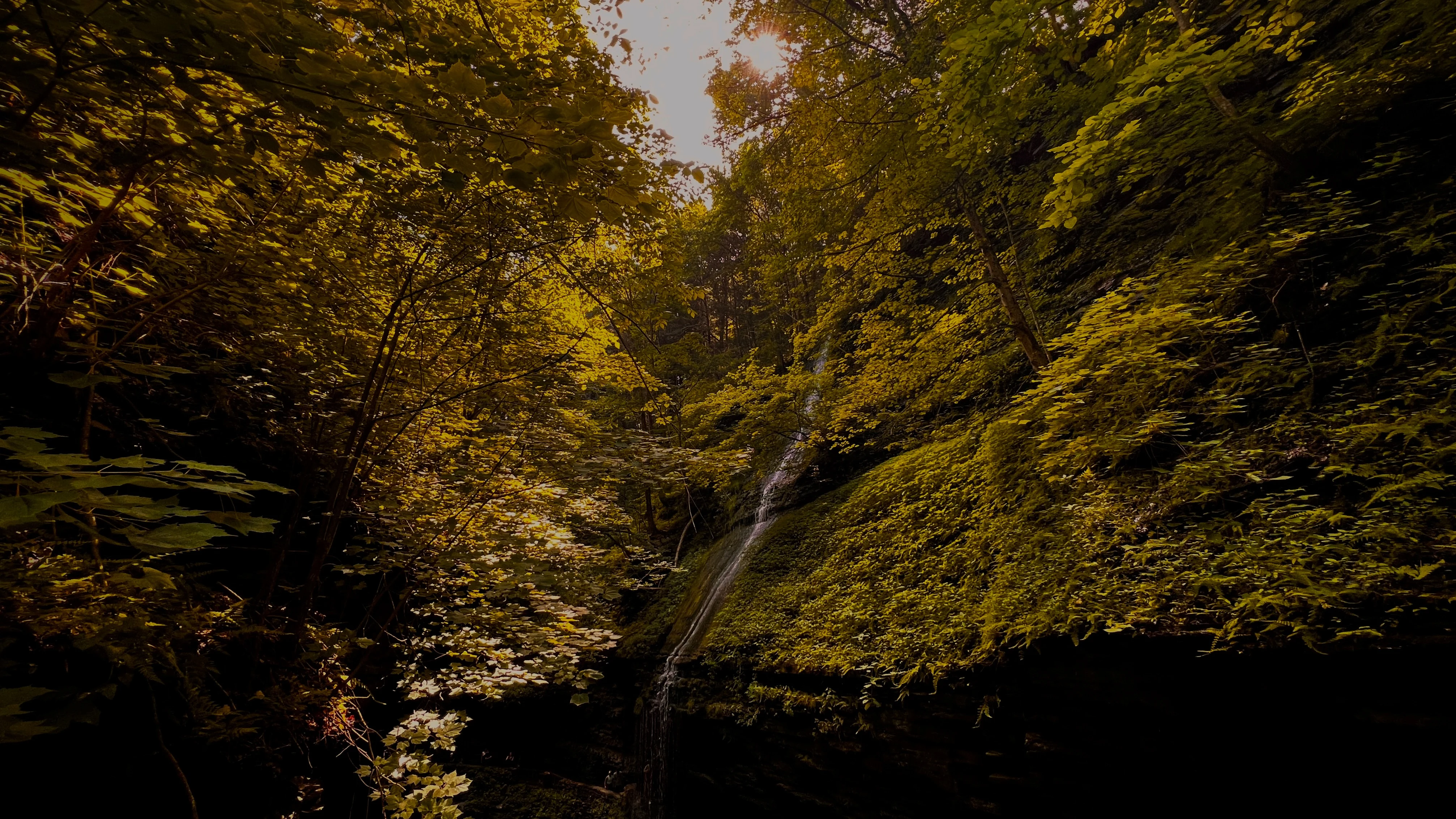 A mossy rock face streaked with a trickling waterfall beneath a canopy of backlit golden autumn leaves, sunlight breaking through on the right