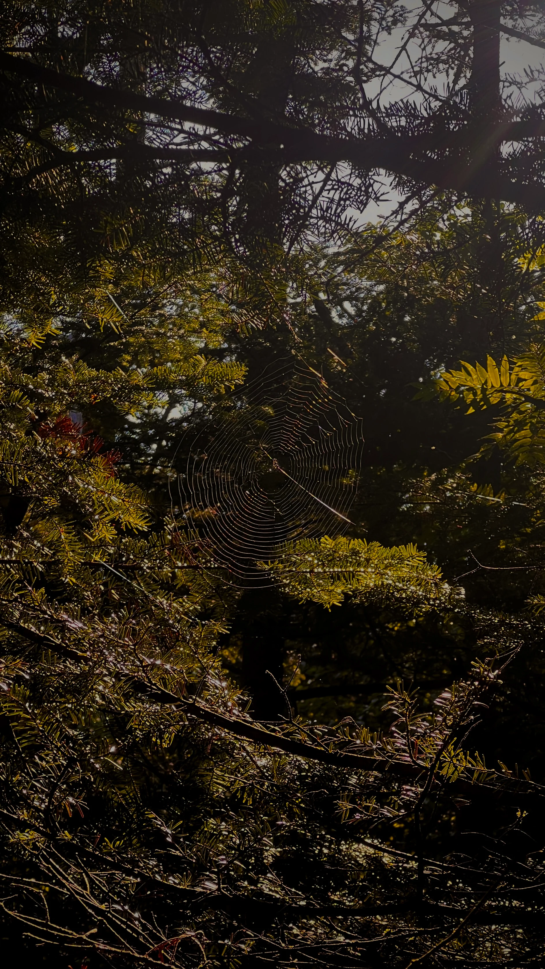A spider web strung between sunlit branches, backlit and glistening amid green forest foliage