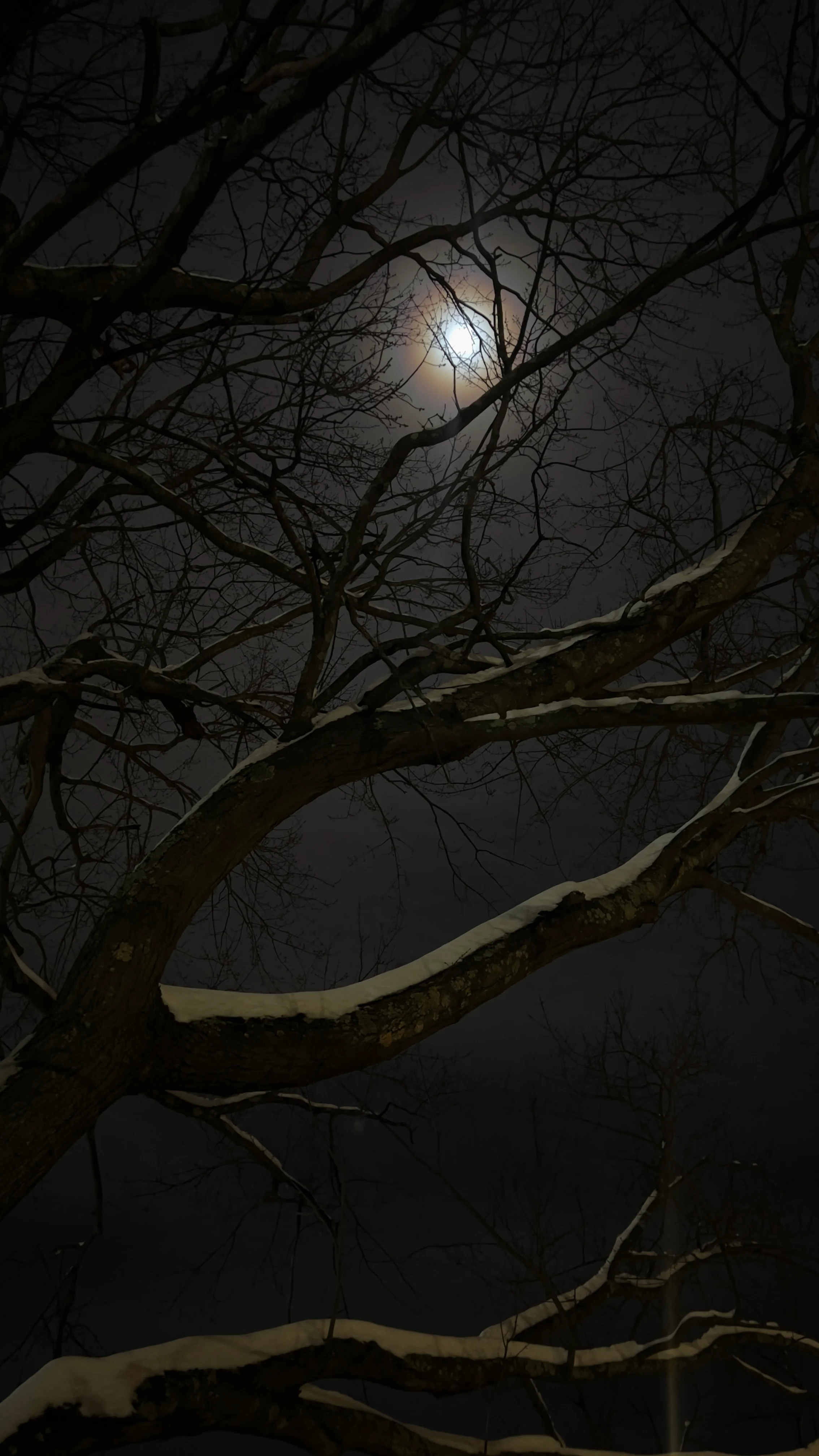 A bright full moon glowing through a tangle of bare winter tree branches against a dark night sky