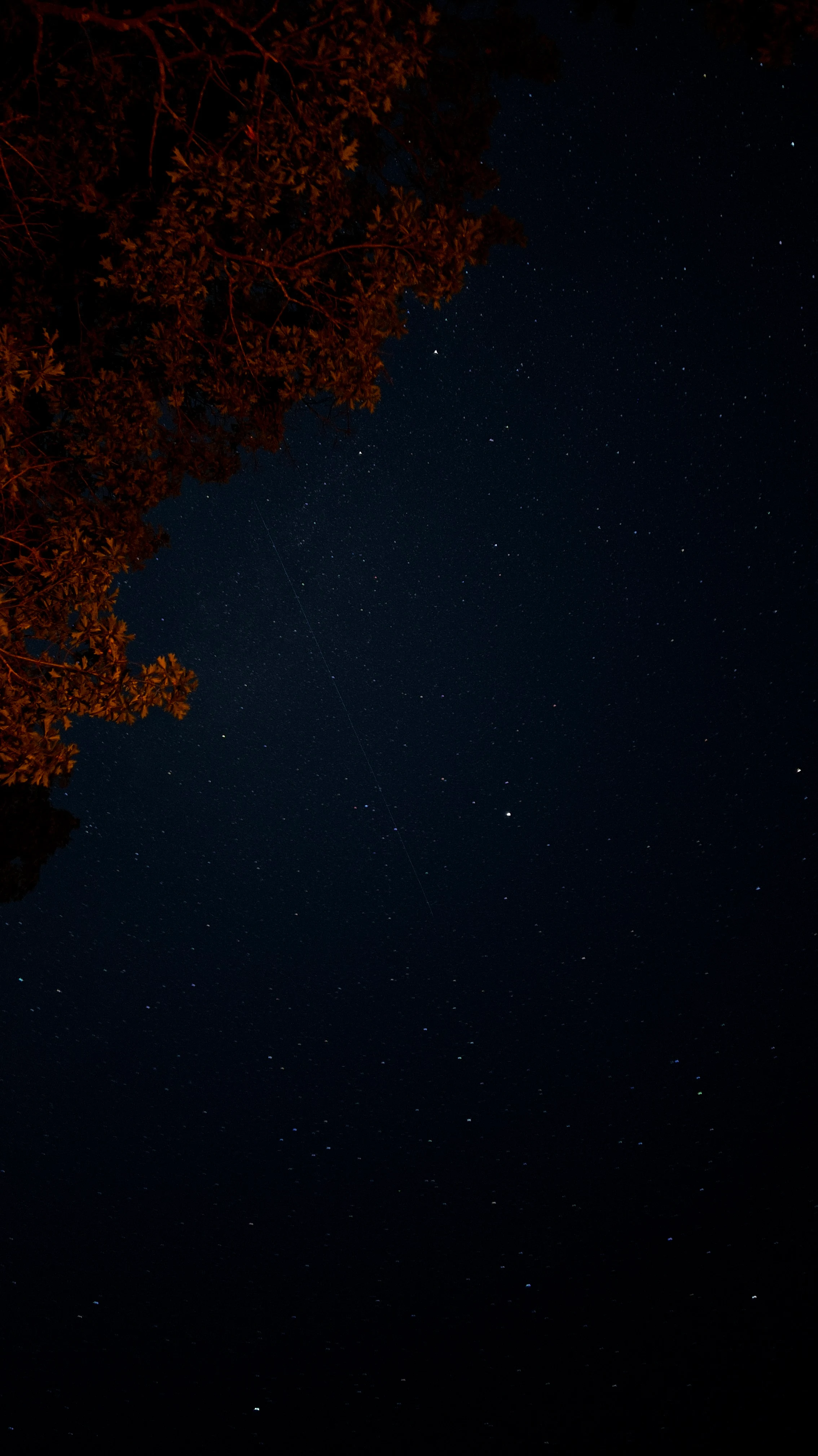 Starry night sky with a faint diagonal trail crossing the frame, silhouetted tree branches tinged orange in one corner
